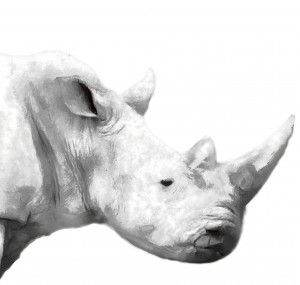 rhino BW